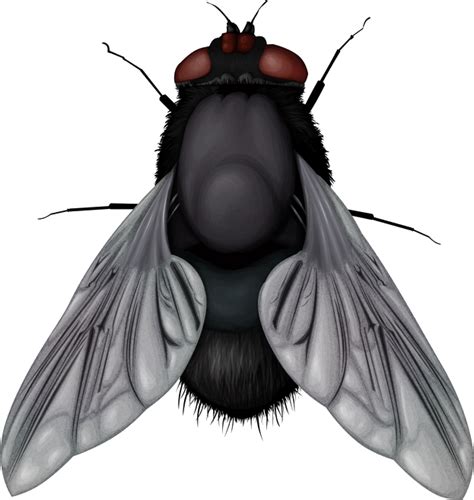 Мухи PNG фото скачать бесплатно, муха