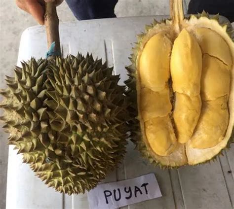 Durian Puyat Grafted Lazada Ph