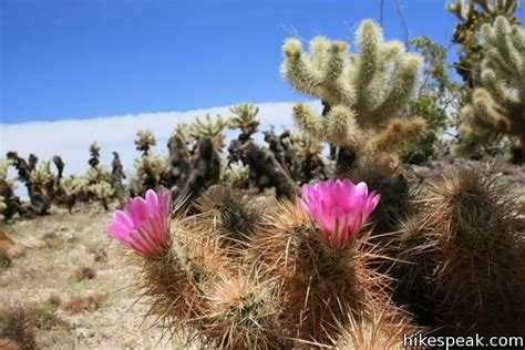 Cholla Cactus Garden | Joshua Tree | Hikespeak.com