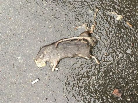 Pest Controller Claims Rats Are Swimming Up Toilet Drains To Find Food