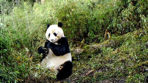 Cameras Capture Wild Giant Pandas In Nw Chinas Nature Reserve Youtube