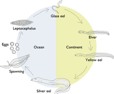 La Especie Biolog A Ecolog A Y Aptitud Ecol Gica De La Anguila En El