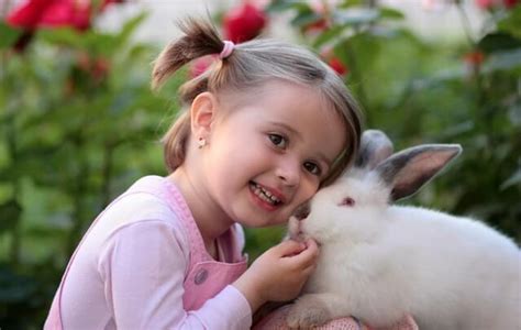 Rabbit Care How To Care For A Pet Bunny Just Credible