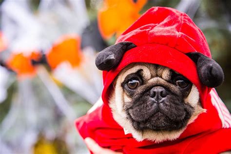 10 Best Halloween Dog Costumes for a Safe Fall Celebration