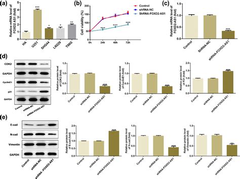 Figure From Long Non Coding Rna Foxd As Promotes Cell Proliferation