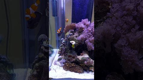 Soft Coral Reef Tank Youtube