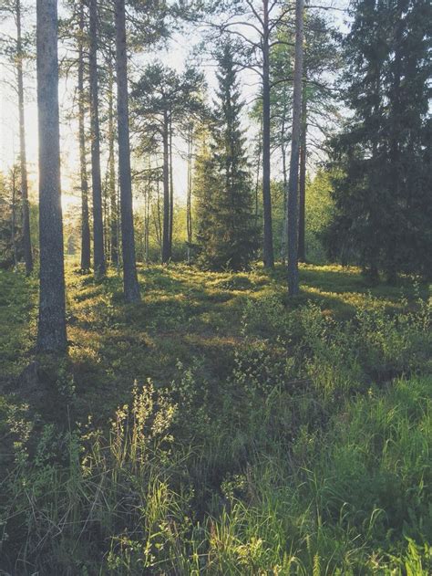 Skog I Umeå Förtrollad Skog Landskap Skog