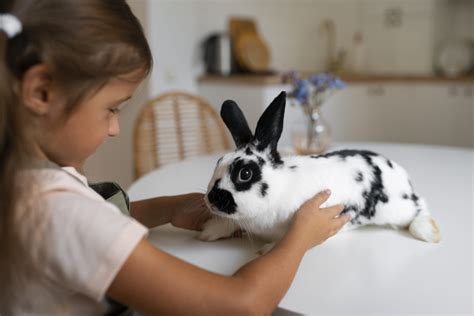 Os Animais de Companhia e o divórcio ou separação Divórcio Família