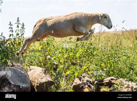 Hilarious Jumping Sheep Stock Photo Alamy