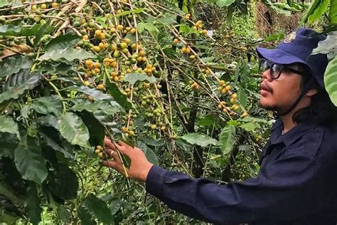 Kuning Ketika Matang Kopi Langka Yellow Caturra Ternyata Ada Di Hutan