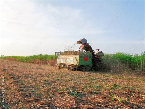 Sugar cane farm - Mechanical harvesting sugar cane field - Truck and combine harvesting sugar ...