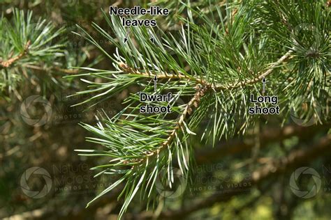 Pinus Sylvestris Scots Pine Leaf Leaf Pinus Sylvestris Scots