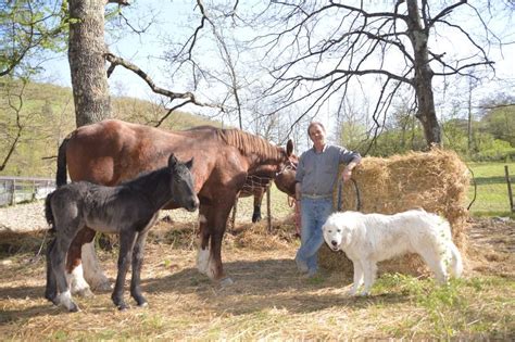 Dick Il Cane Eroe Di Apecchio Ha Salvato Il Puledro Dalla Morte