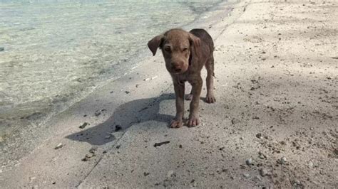 Cagnolina Abbandonata Sulla Spiaggia E Spaventata Subisce Una