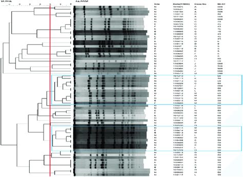 The Pfge Dendrogram With Molecular Characterization For Nasal And Exit