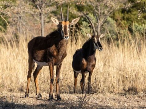 Mabula Game Lodge | Waterberg Limpopo | Exclusive Getaways