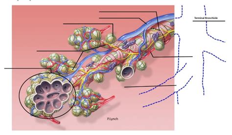 Anat Ch Anatomy Of The Lung Alveolus Diagram Quizlet