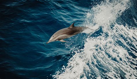 Why Dolphins Are The Best Behaved Surfers In The Lineup And What We Can