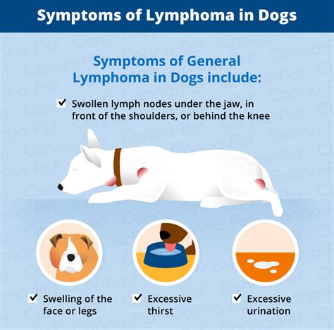 Lymphoma in Dogs | Canna-Pet