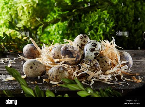 Quaileggseaster Hi Res Stock Photography And Images Alamy