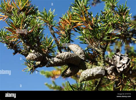 Needles Jack Pine Pinus Banksiana Branch Female Cones Stock Photo