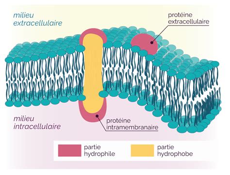 Une Structure Complexe La Cellule Vivante MyMaxicours