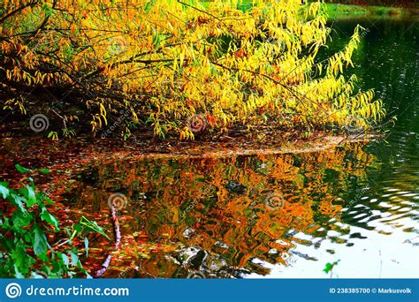 Yellow and Orange Plants in the Water Stock Photo - Image of caldera, path: 238385700