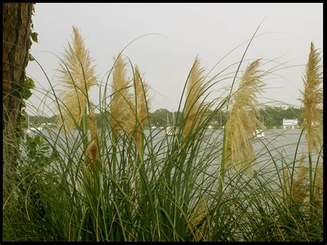 Blooms In The Sawgrass By Smeadows On Deviantart