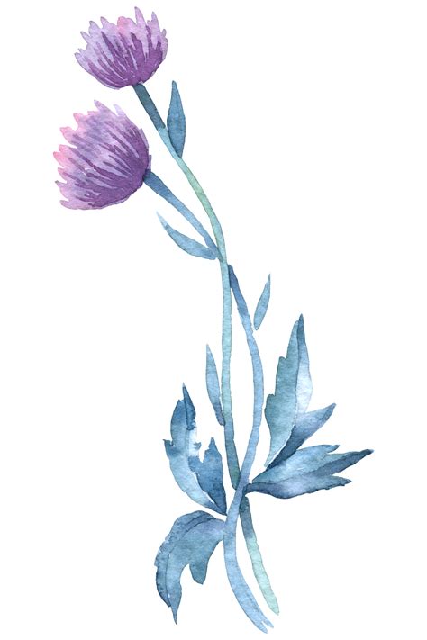 Wildflower Watercolor Beautiful Flower Watercolor Element 12001955 Png