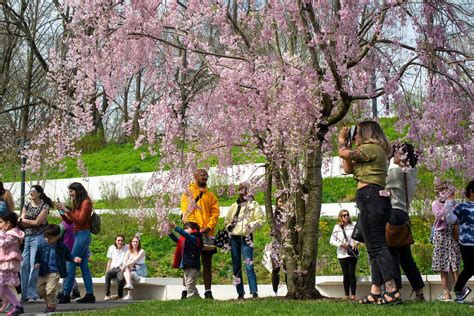 Spring has sprung in Brooklyn: A guide to cherry blossoms at the ...