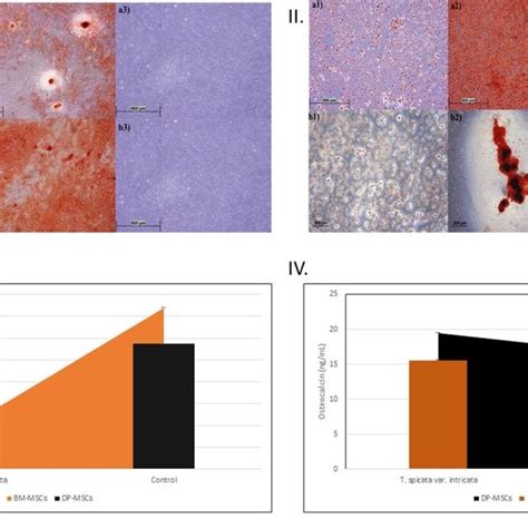 Differentiation Potential Of Dp Mscs I And Bm Mscs Ii Adipogenic