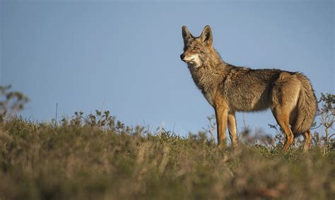 The Best Caliber For Coyote Hunting This Year [2023] – Silencer Central