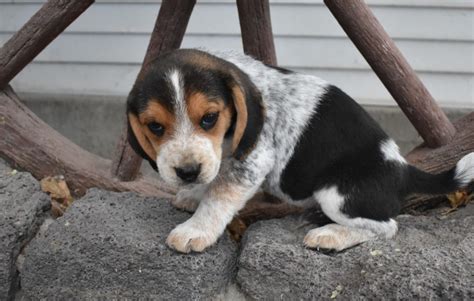 Blue Beagle Puppy