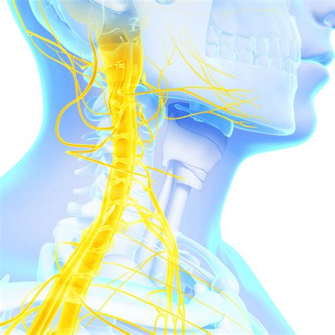 Upper Cervical Chiropractic and the Vagus Nerve - Atlas Brain and Body