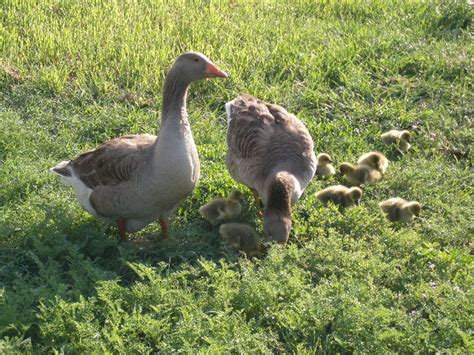 Geese Breed Focus Toulouse Backyard Chickens