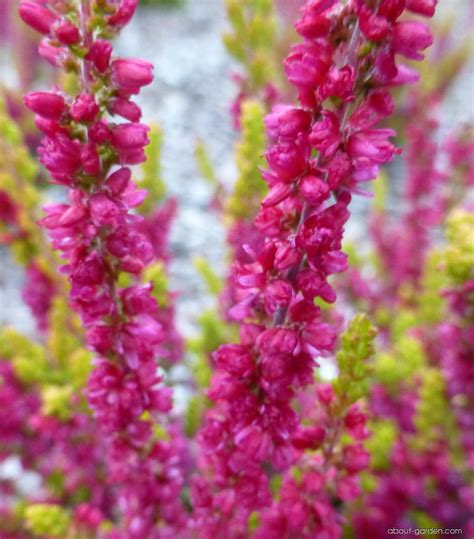 Photo Heather Yellow Beauty About