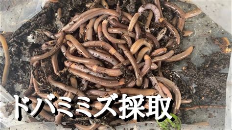 うなぎ最強の餌今日のドバミミズ採取 ドバミミズ うなぎの餌 ドバミミズの取り方 YouTube