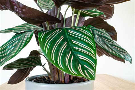 Calathea Zo Verzorg Je Deze Kunstzinnige Kamerplant Libelle