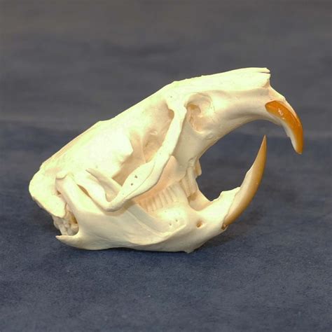 Muskrat Skull - Etsy