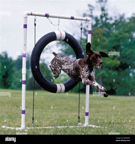 Dog Tire Hoop Jump Jumping Hi Res Stock Photography And Images Alamy