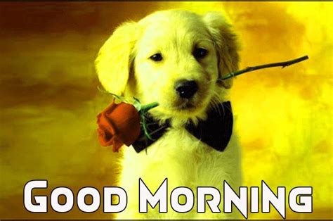 45 Best Good Morning Wishes With Dogs