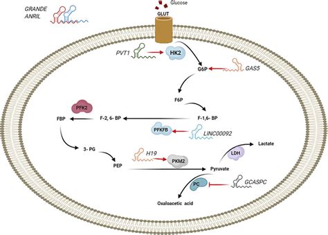 Lncrnas Regulate Some Molecules Involved In Glucose Metabolism In Download Scientific Diagram