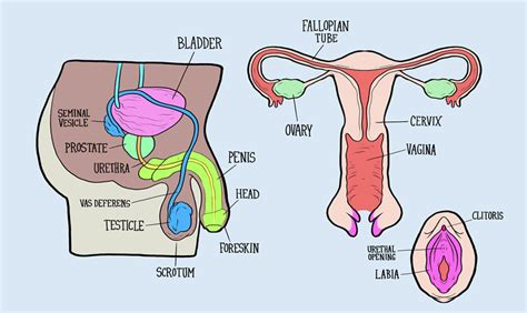 Heres What Happens When You Ask A Bunch Of Adults To Label Male And Female Reproductive Systems