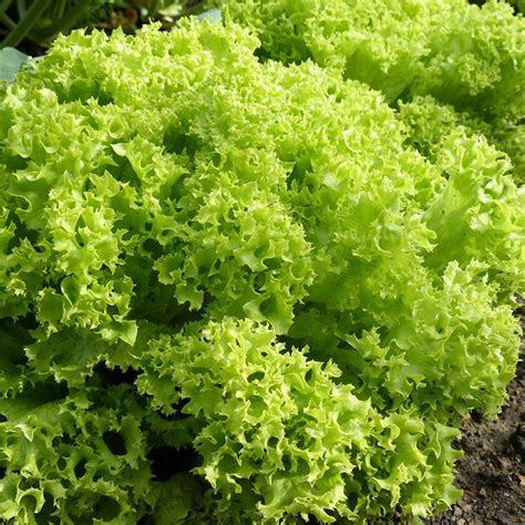 Lettuce (Curly) 'Lollo Bionda' | Lactuca sativa | De Bolster Organic Seeds