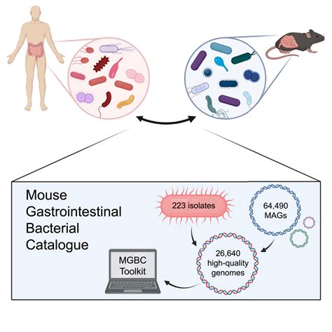 The Mouse Gastrointestinal Bacteria Catalogue Enables Translation