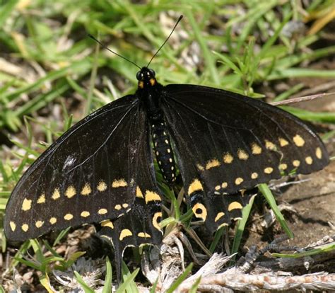 Albums 96 Images What Is A Yellow And Black Butterfly Sharp