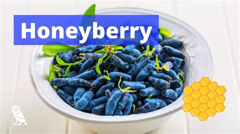 What Are Honeyberries Haskap Fruits You Probably Never Heard Of