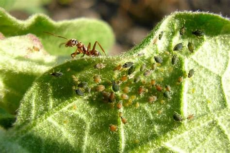 How To Control Aphids 9 Companion Plants That Repel Aphids