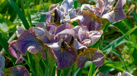 How To Plant Grow And Care For Siberian Iris Flowers