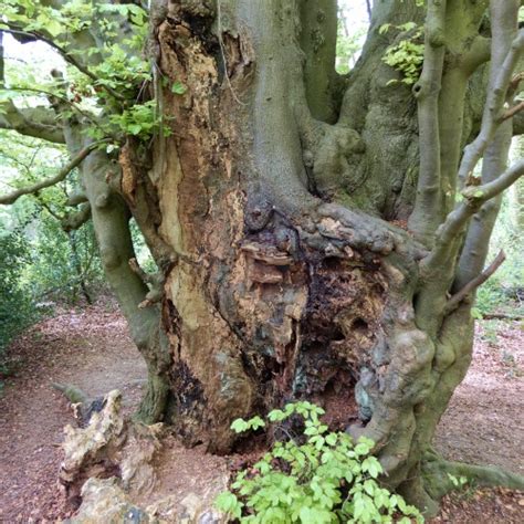 Ancient tree & woodland management